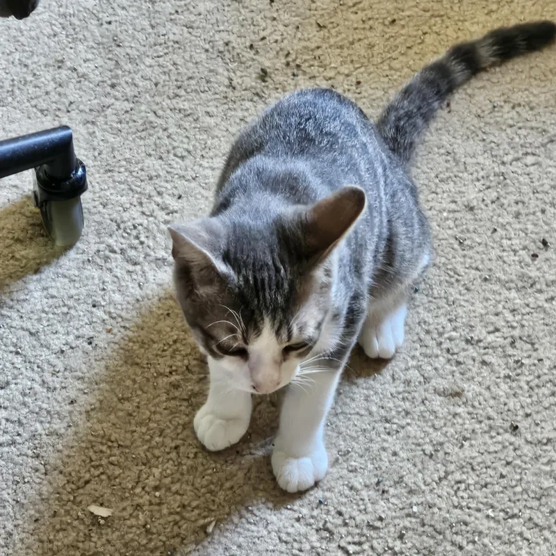 A baby medium-sized male Tabby (Gray / Blue / Silver) Tabby cat named Xavier for adoption in Richmond, VA