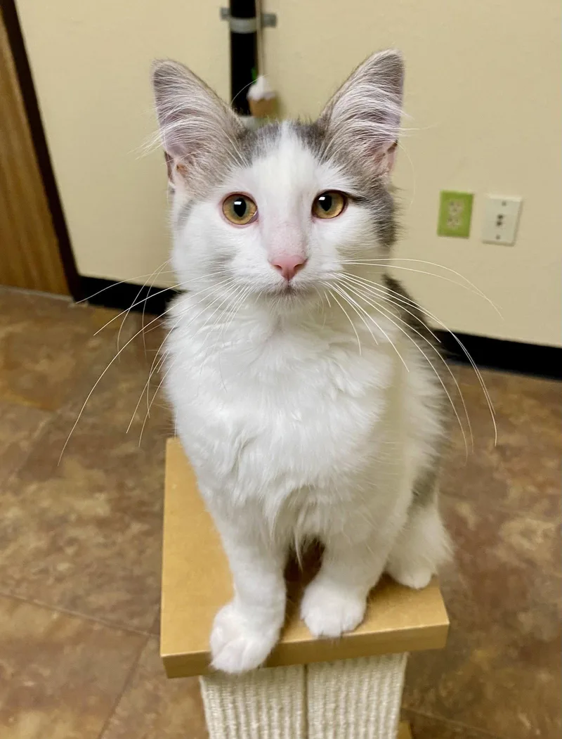 A young medium-sized male Gray & White Domestic Long Hair cat named Donald for adoption in Fargo, ND