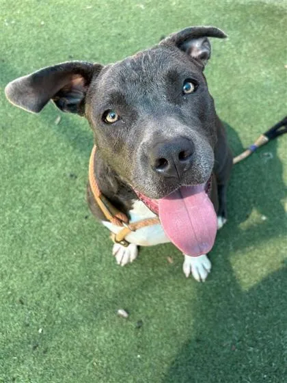 A young large-sized female Pit Bull Terrier dog named Margherita for adoption in El Paso, TX