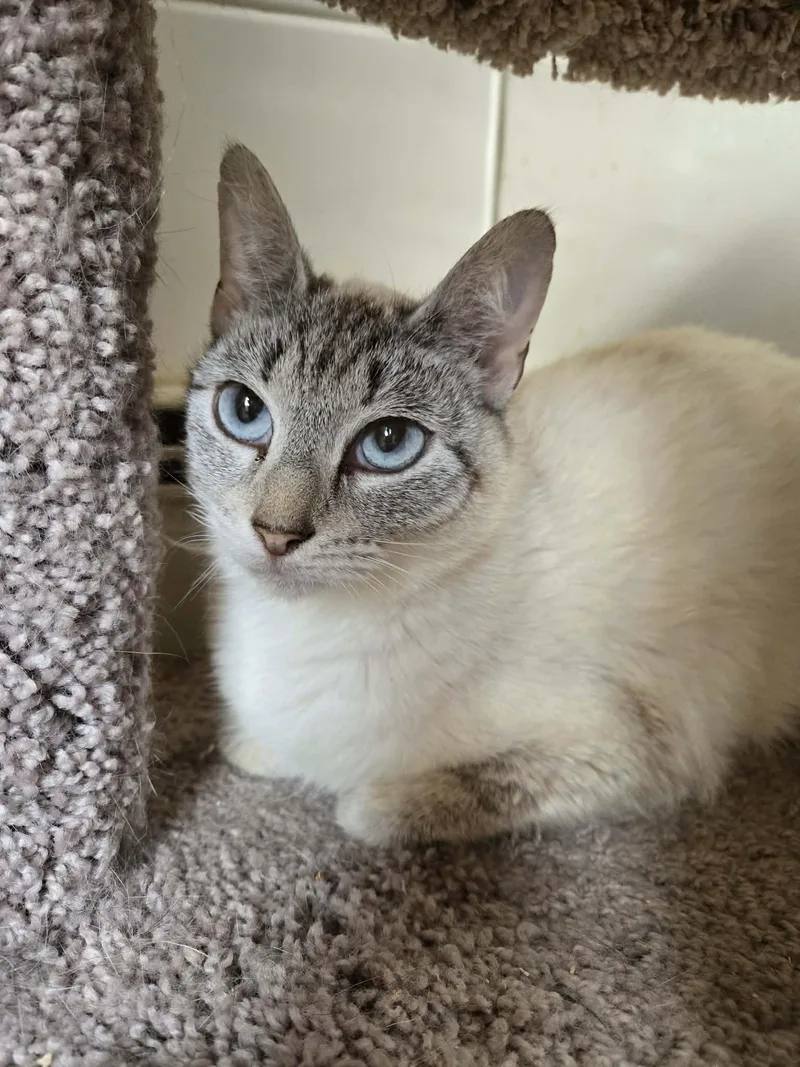 A young medium-sized female Siamese cat named Bella for adoption in Holbrook, NY