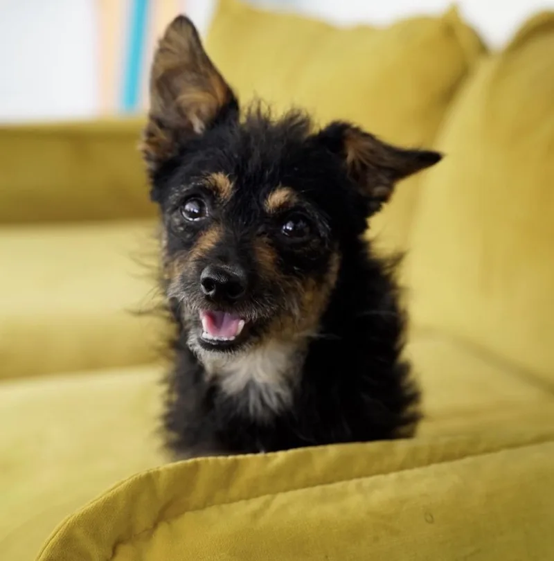 A young small-sized male Terrier dog named Lou for adoption in Pasadena, CA