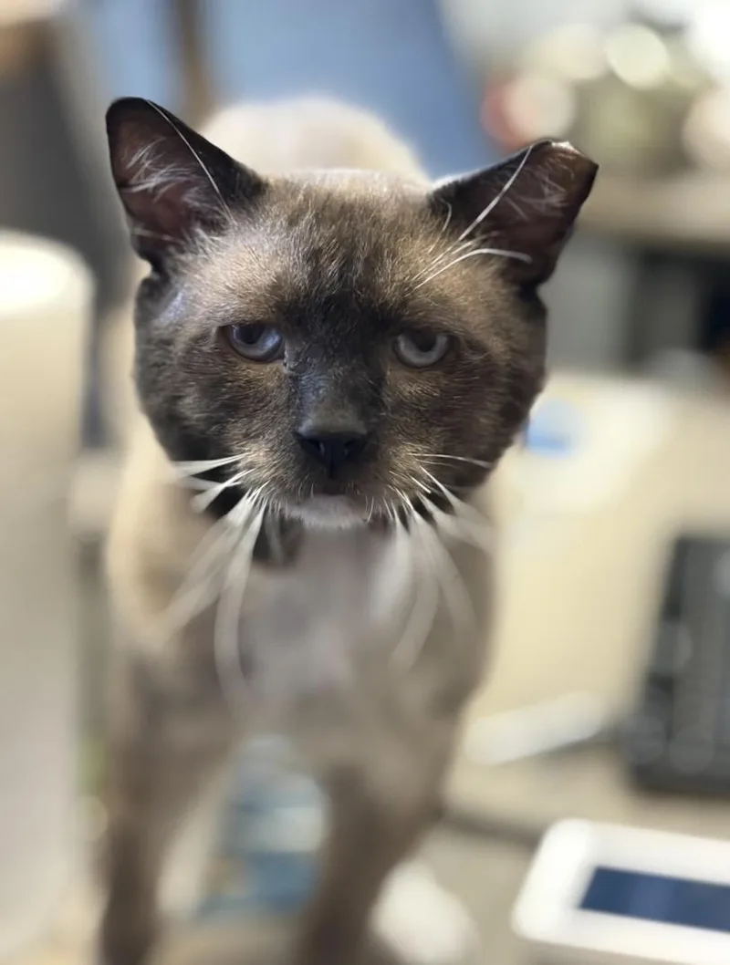 An adult medium-sized male Seal Point Siamese cat named Sad Faced Simon PERFECTLY for adoption in Boca Raton, FL