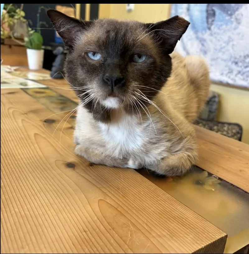 Sad Faced Simon PERFECTLY thumbnail 2