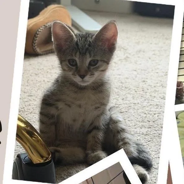 A baby small-sized female Black Domestic Short Hair cat named Twinkle for adoption in Orangevale, CA