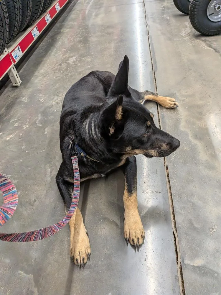 A young medium-sized female Australian Kelpie dog named Sapphire for adoption in Statesville, NC