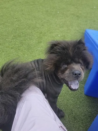 Koda