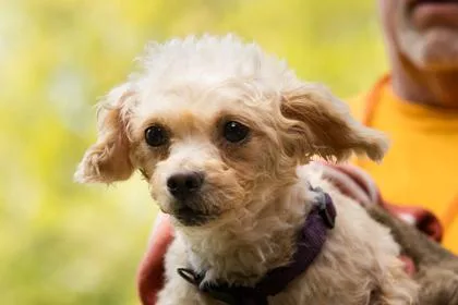 An adult small-sized female Mixed Breed dog named Petal for adoption in West Chester, PA
