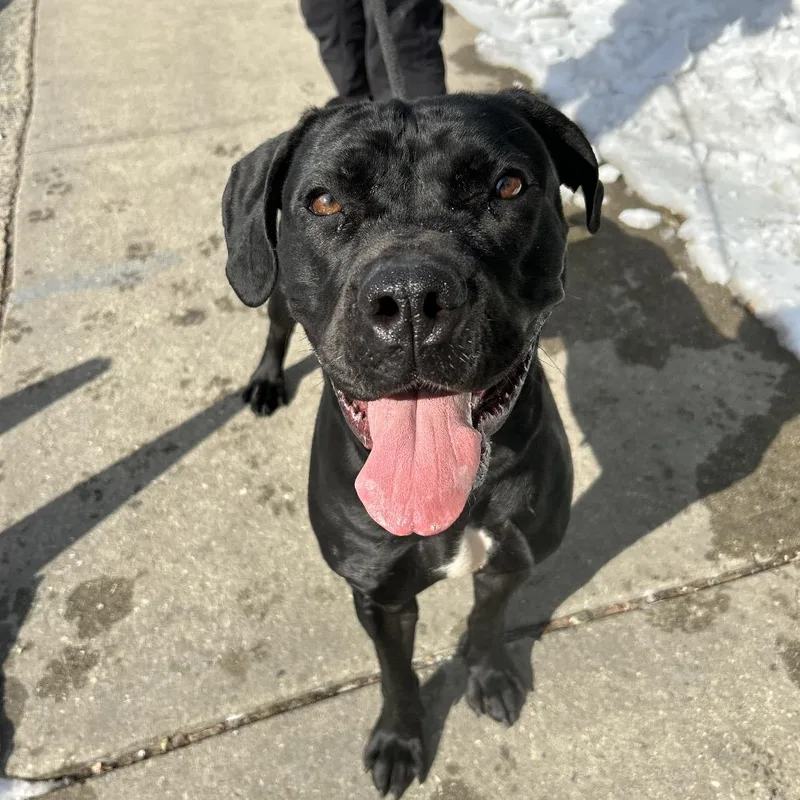 A baby large-sized female Black Cane Corso dog named Luna for adoption in Weimar, CA