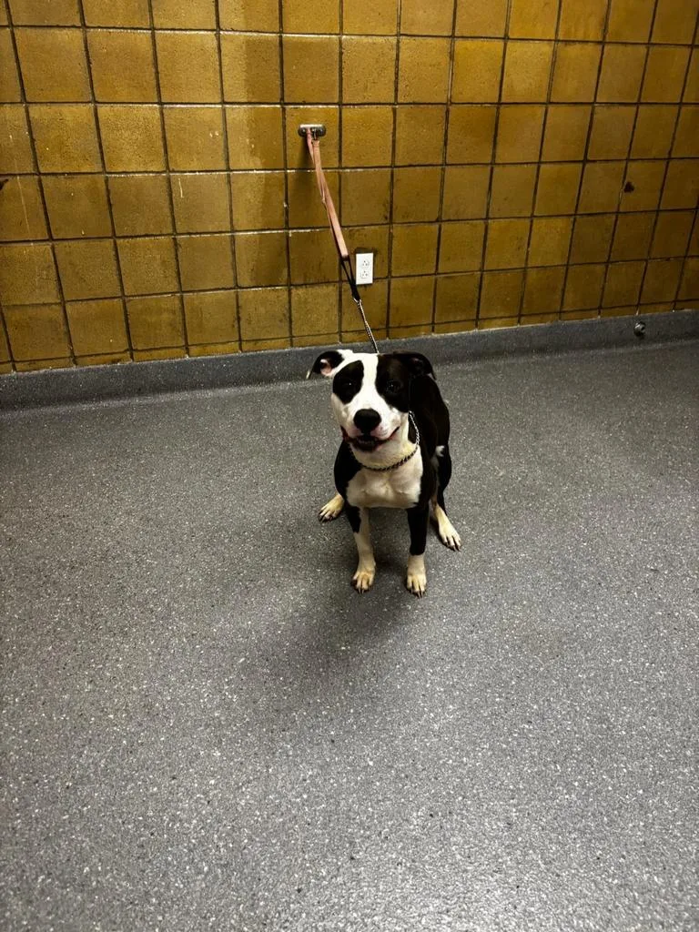 A baby large-sized female Pit Bull Terrier dog named Karma for adoption in Greenfield, IN