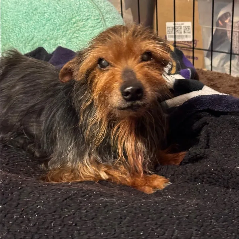 A senior small-sized male Bicolor Yorkshire Terrier dog named Clarence for adoption in Rockville, MD