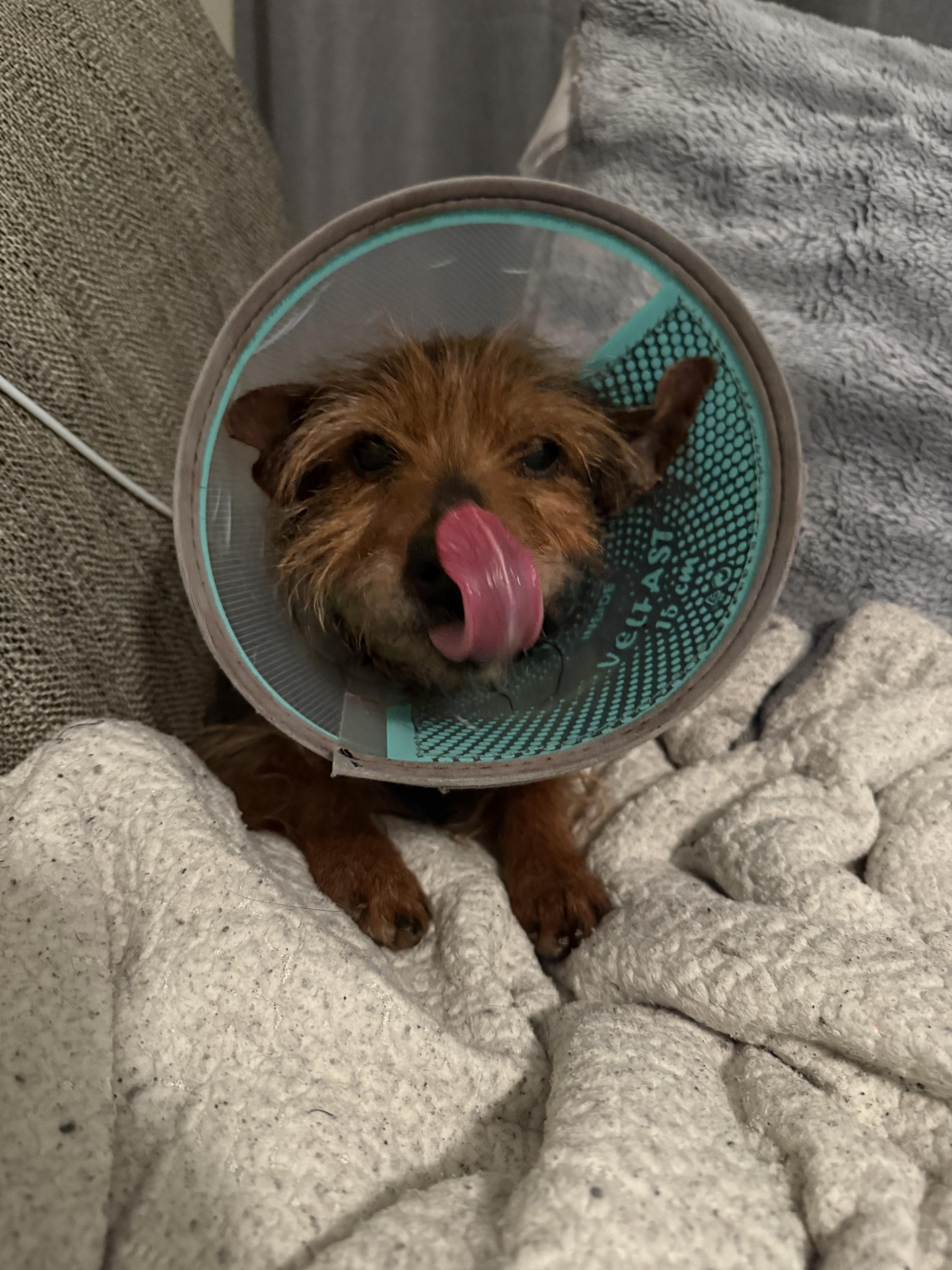 Clarence thumbnail 2