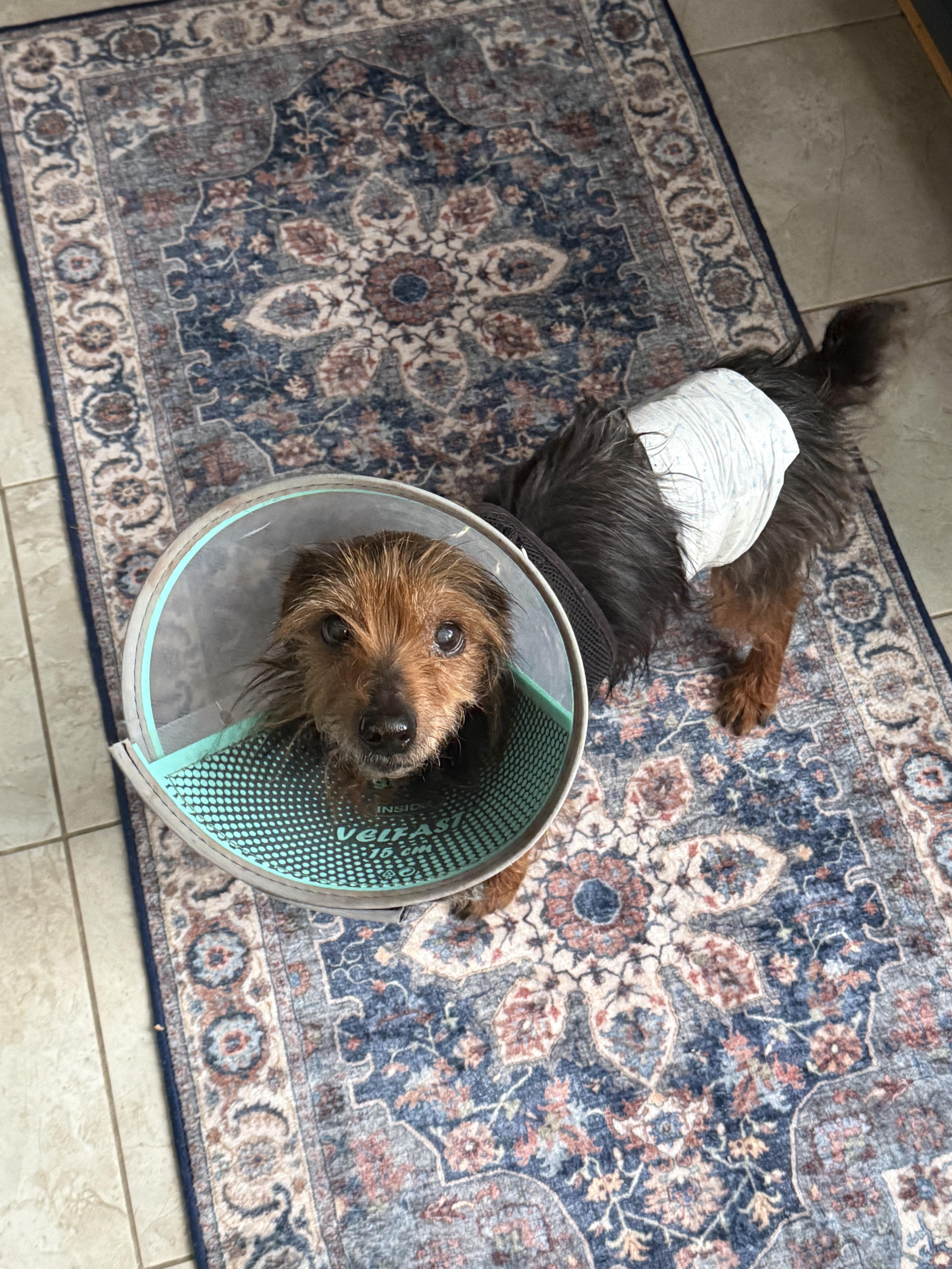 Clarence thumbnail 3