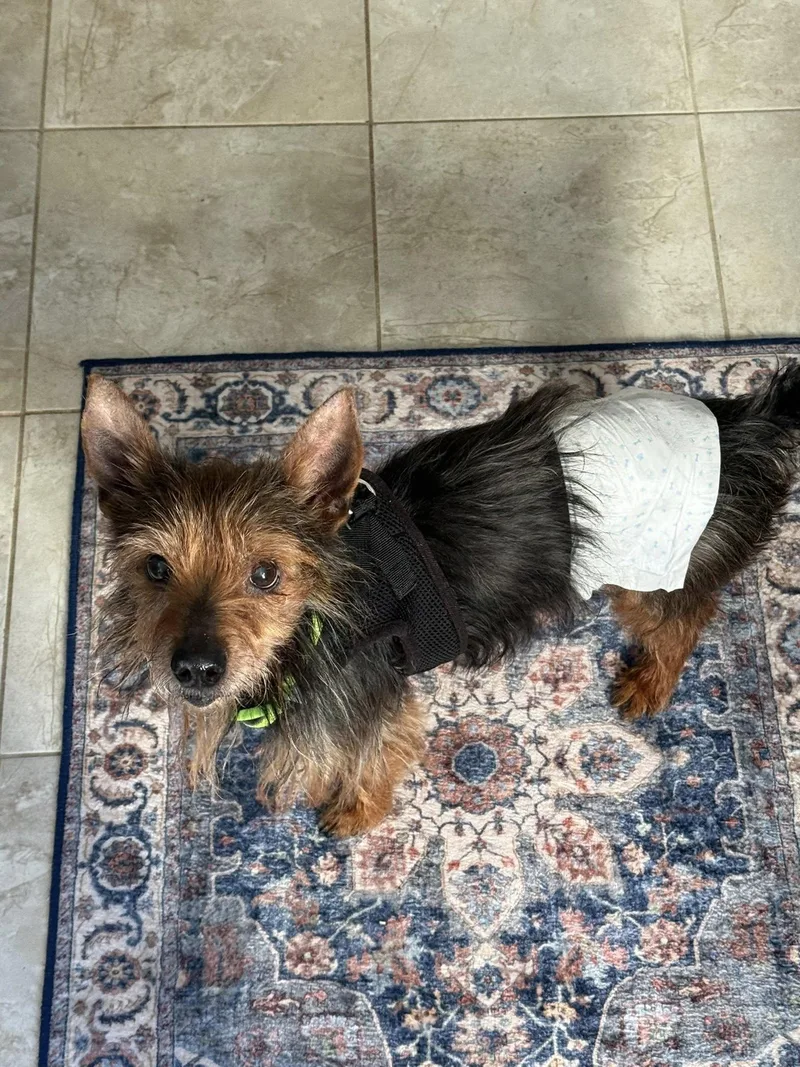 Clarence thumbnail 5