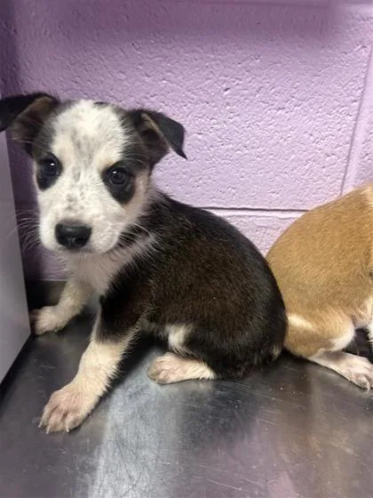 A baby small-sized male Black Australian Shepherd dog named 61395399 for adoption in El Paso, TX