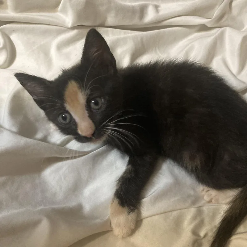 Rosie Dyalsd