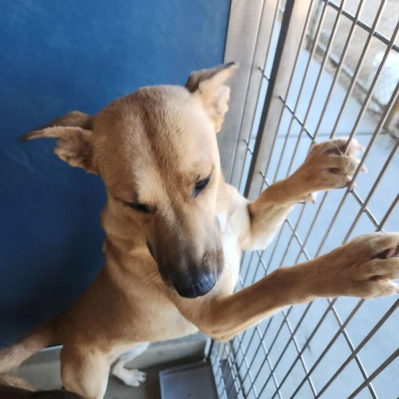 An adult medium-sized female Yellow / Tan / Blond / Fawn Labrador Retriever dog named Peanut for adoption in Kingman, AZ