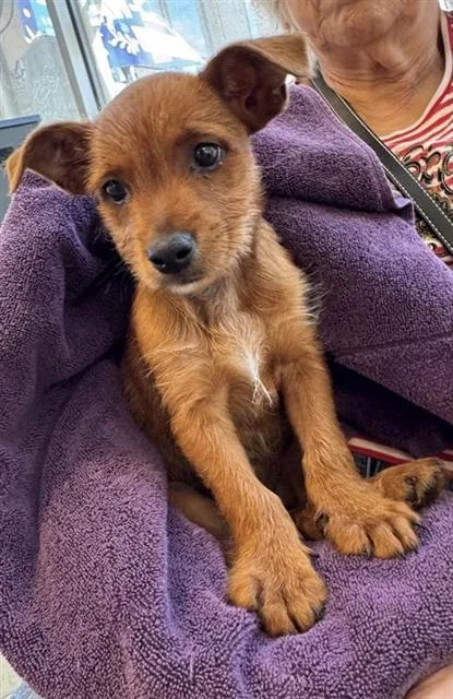 A baby small-sized female Terrier dog named Tabitha for adoption in San Antonio, TX