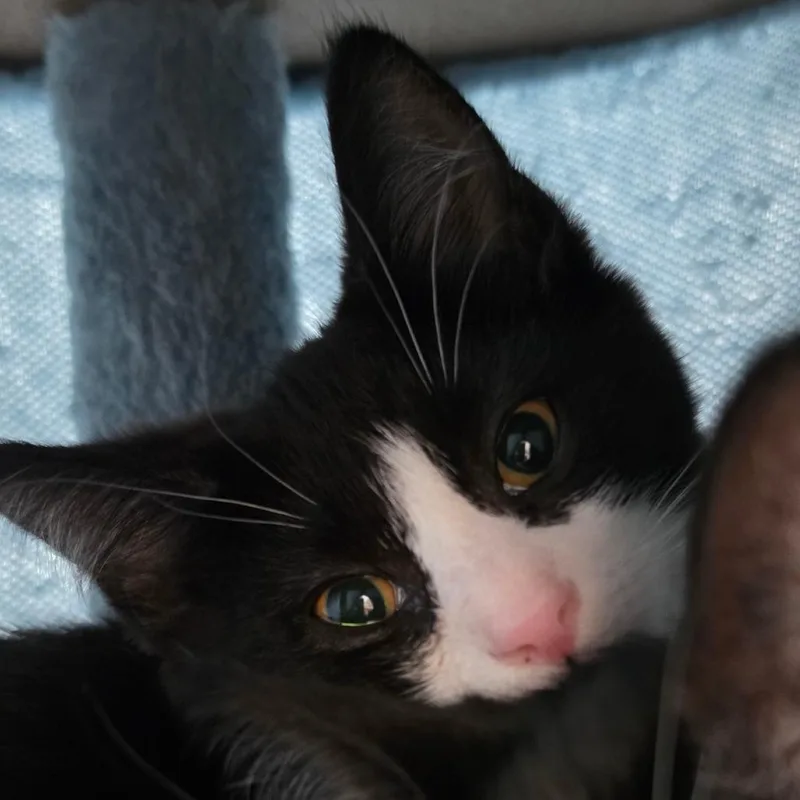 A baby small-sized female Black Domestic Short Hair cat named Biscotti for adoption in Muncie, IN