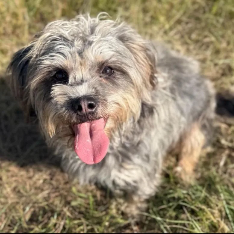 A young medium-sized female Cairn Terrier dog named Maple for adoption in Tacoma, WA