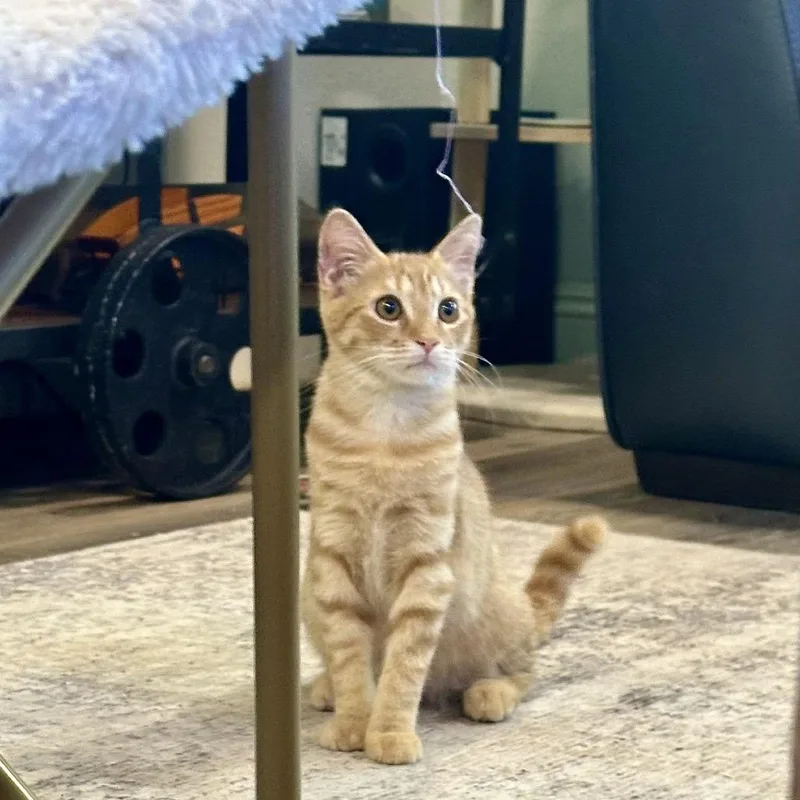 A young small-sized female Orange / Red Domestic Short Hair cat named Siracha for adoption in Tustin, CA