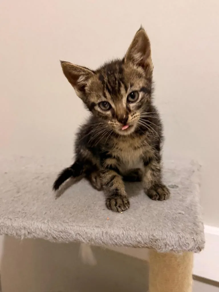 A baby small-sized male Domestic Short Hair cat named Mojito for adoption in Newnan, GA