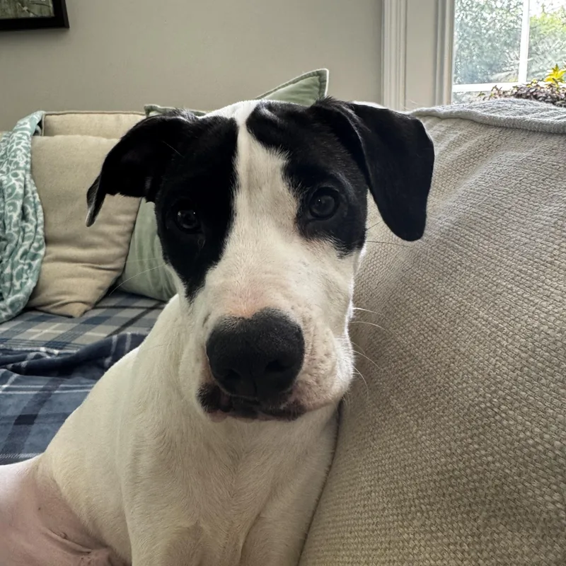 Sebastian