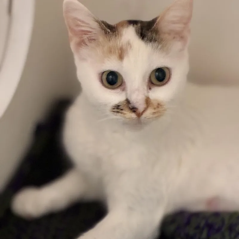 An adult medium-sized female Calico Domestic Short Hair cat named Spatula for adoption in South Elgin, IL