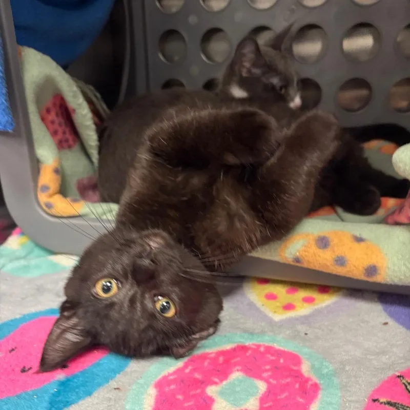 A baby small-sized male Black Domestic Short Hair cat named Redbull for adoption in Keizer, OR