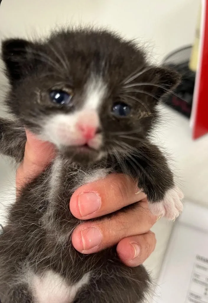 A baby small-sized female Domestic Short Hair cat named Mittens for adoption in Greenfield, IN