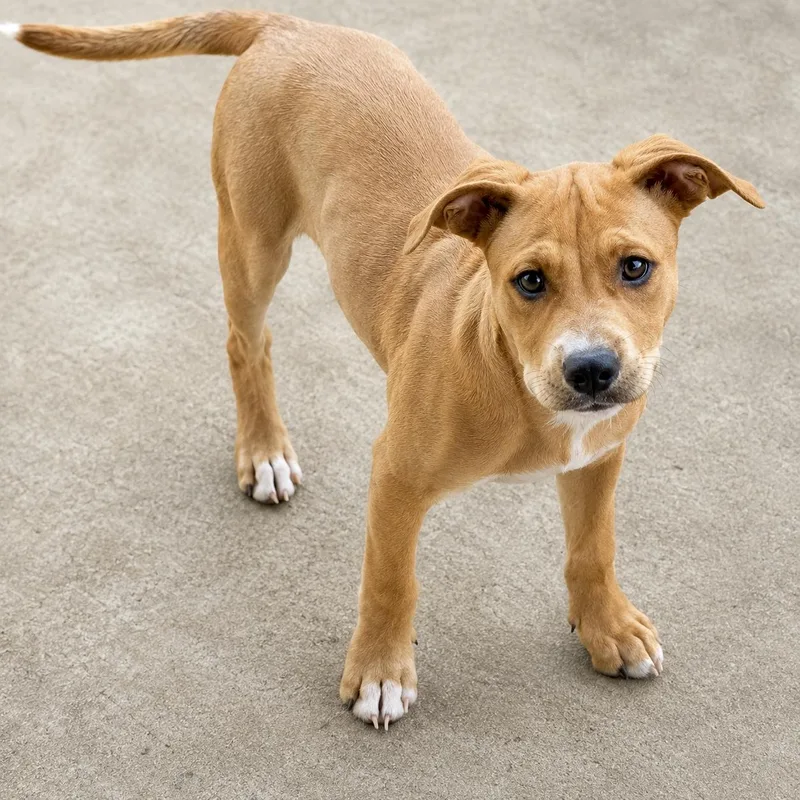 A baby medium-sized male White / Cream American Staffordshire Terrier dog named Cygnus for adoption in Houston, TX