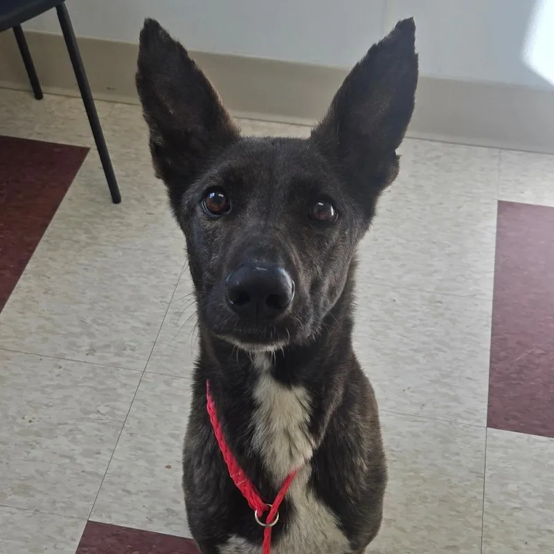 An adult medium-sized female Brindle Mixed Breed dog named Poppy for adoption in Hendersonville, NC