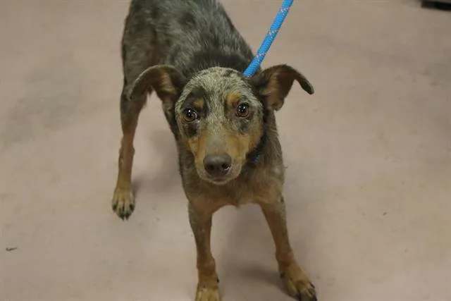 A young medium-sized male Mixed Breed dog named Bruno for adoption in Columbia, SC