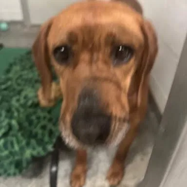 An adult large-sized female Red / Chestnut / Orange Mixed Breed dog named Athena for adoption in Jeffersonville, IN