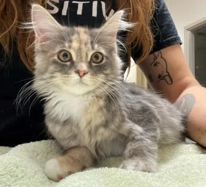 An adult medium-sized female Domestic Medium Hair cat named Angel Mae for adoption in Fishers, IN