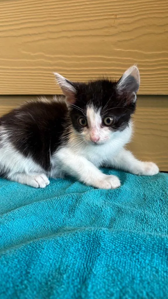 A baby small-sized male Domestic Short Hair cat named Pyroclastic Flow for adoption in Clarksville, TN