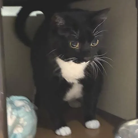 Sophie
