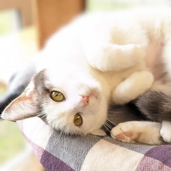 Tippy Toes thumbnail 2