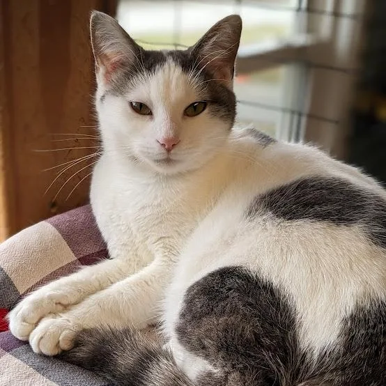 Tippy Toes thumbnail 3