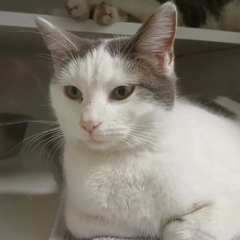 Tippy Toes thumbnail 4