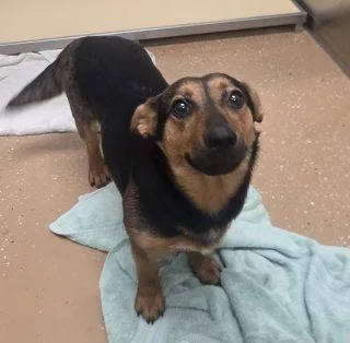 A young small-sized female Black Corgi dog named Dorthy for adoption in Allen, TX