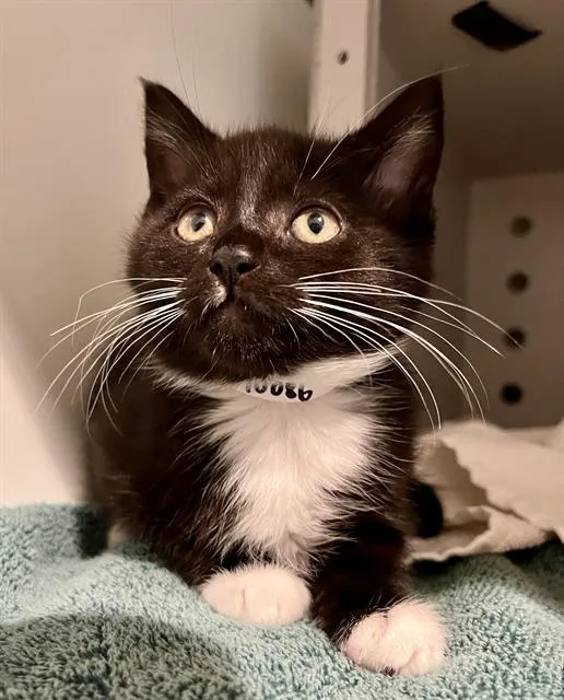 A baby small-sized female Domestic Short Hair cat named Hannah for adoption in San Francisco, CA