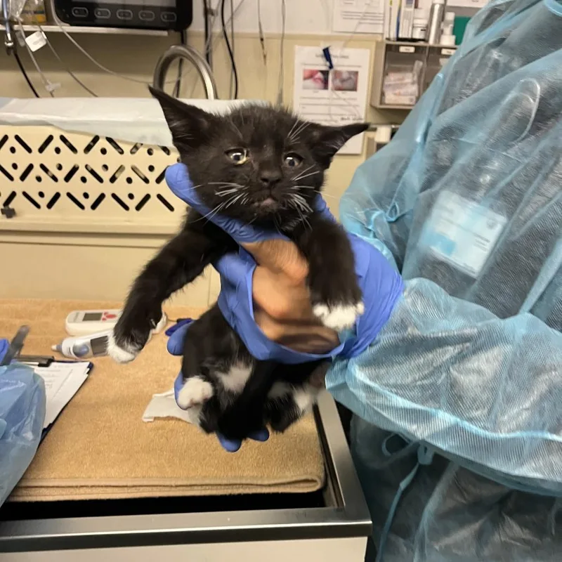 A baby small-sized male Black Domestic Short Hair cat named Mickey Mouse for adoption in Los Angeles, CA