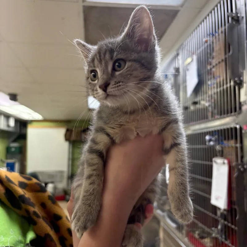 A baby small-sized female Gray / Blue / Silver Domestic Short Hair cat named Scotty for adoption in Springfield, IL