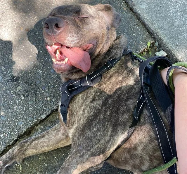 An adult large-sized male Pit Bull Terrier dog named Gordo for adoption in Santa Rosa, CA