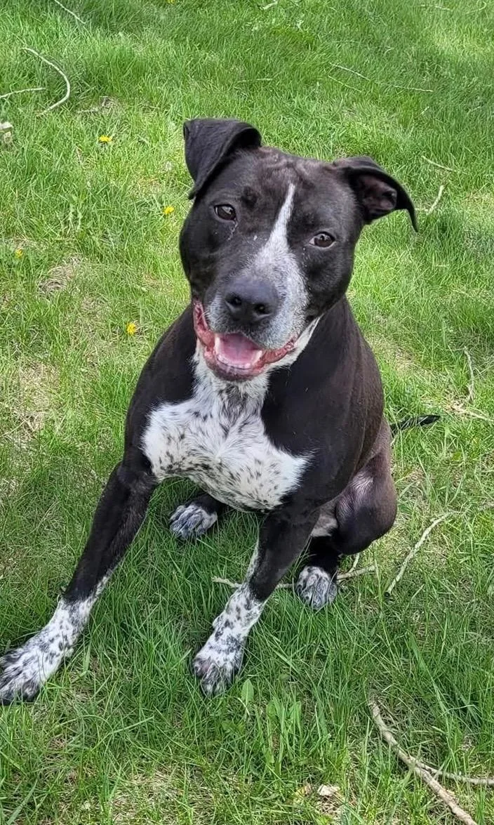 An adult large-sized female Labrador Retriever dog named Rosie for adoption in Windom, MN