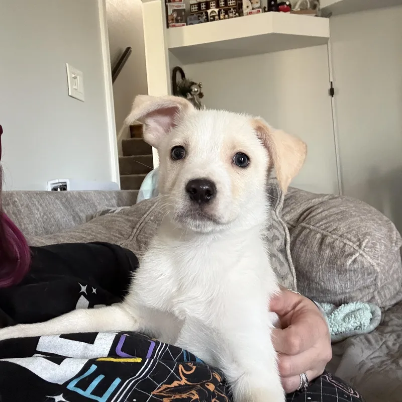 Ricky Bobby thumbnail 2