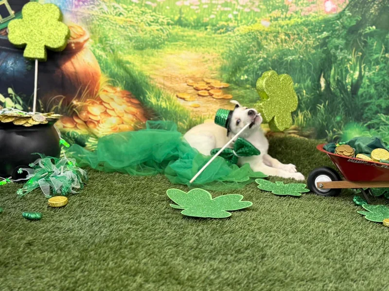 Ricky Bobby thumbnail 3