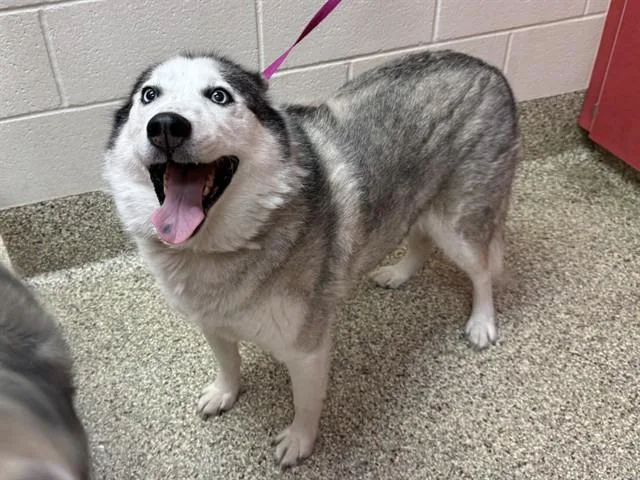 An adult medium-sized female Siberian Husky dog named Sansa for adoption in Colorado Springs, CO