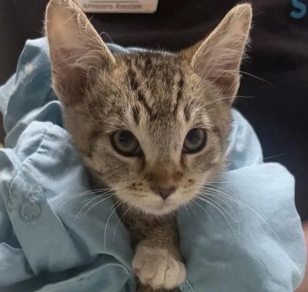 A baby small-sized male Domestic Short Hair cat named Kory for adoption in El Cajon, CA
