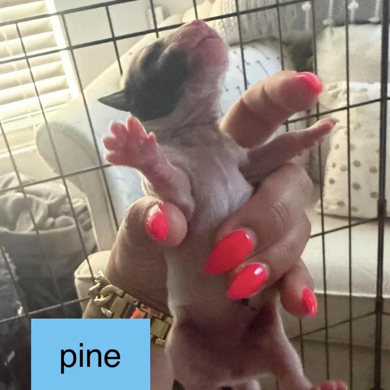 Pine